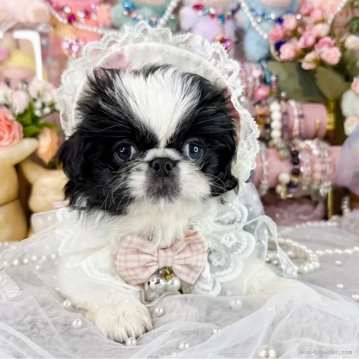 ペキニーズ【福岡県・女の子・2025年9月8日・ブラック&amp;ホワイト】の写真1