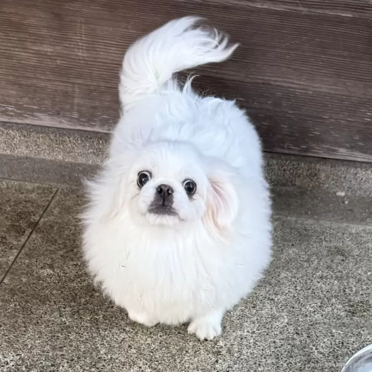 サムライ 様のお迎えした子犬