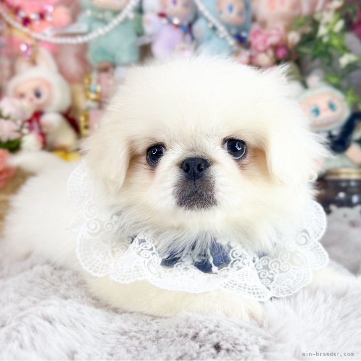 ブリーダー画像