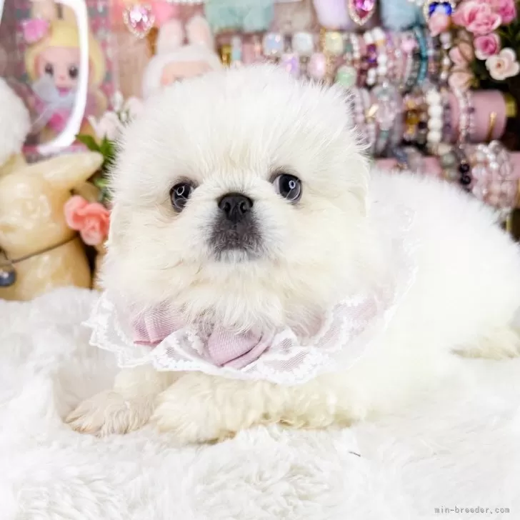 ペキニーズ【福岡県・女の子・2025年10月1日・クリーム&amp;ホワイト】の写真1
