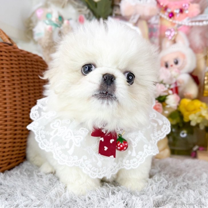 ブリーダー画像