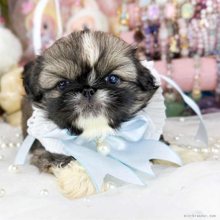 ブリーダー画像