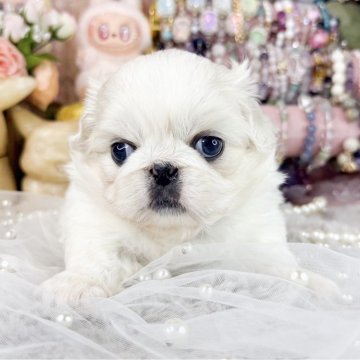 ペキニーズ【福岡県・女の子・2025年10月1日・クリーム&ホワイト】の写真「とっても可愛い女の子」