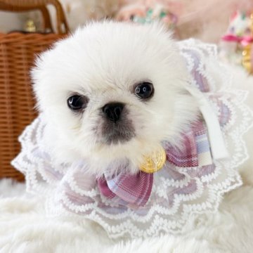 ペキニーズ【福岡県・女の子・2025年7月15日・ホワイト】の写真「とっても可愛い女の子」