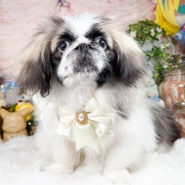 見事な創造力 パーティーのペキニーズの子犬を探す｜ブリーダー直販の子犬販売 羊毛フェルト