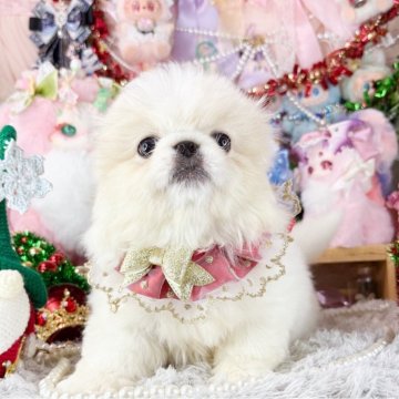 ペキニーズ【福岡県・女の子・2025年10月1日・クリーム&ホワイト】の写真「とっても可愛い女の子」