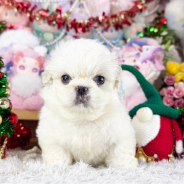 ペキニーズ【福岡県・女の子・2025年11月4日・クリーム&ホワイト】の写真「とっても可愛い女の子」