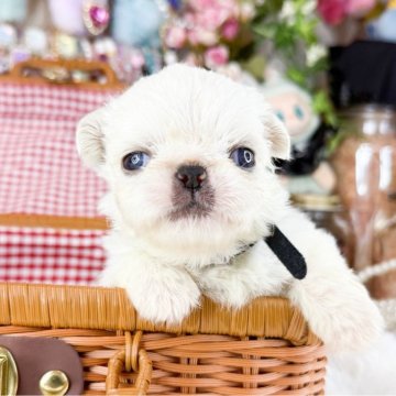 ペキニーズ【福岡県・男の子・2025年11月4日・ホワイト】の写真「この子の見学のお受付は12/11からとなります。」