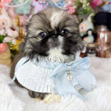 ペキニーズ【福岡県・男の子・2025年10月12日・フォーン&ホワイト】の写真「とっても可愛い男の子」