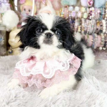 ペキニーズ【福岡県・女の子・2025年9月8日・ブラック&ホワイト】の写真「とっても可愛い女の子」