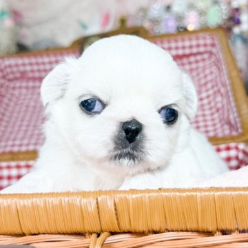 ペキニーズ【福岡県・男の子・2025年7月15日・クリーム&ホワイト】の写真「とっても可愛い男の子」