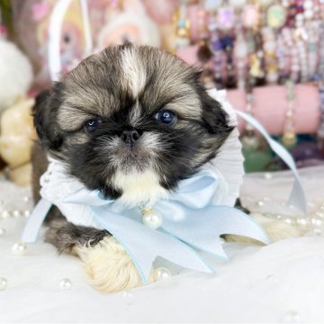 ペキニーズ【福岡県・男の子・2025年10月12日・フォーン&ホワイト】の写真「とっても可愛い男の子」