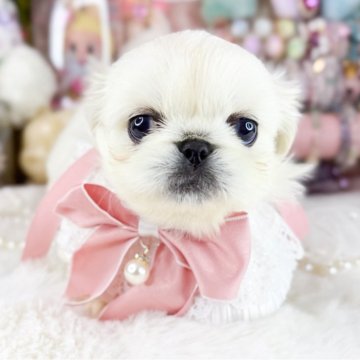 ペキニーズ【福岡県・女の子・2025年10月12日・クリーム】の写真「とっても可愛い女の子」