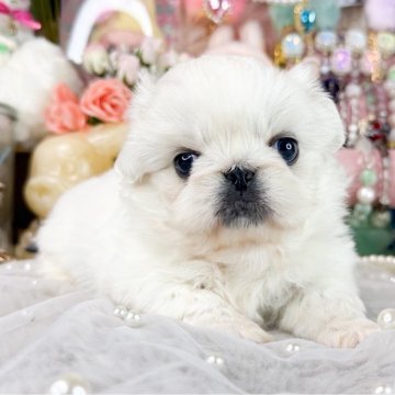 ペキニーズ【福岡県・女の子・2025年10月1日・クリーム&ホワイト】の写真「とっても可愛い女の子」