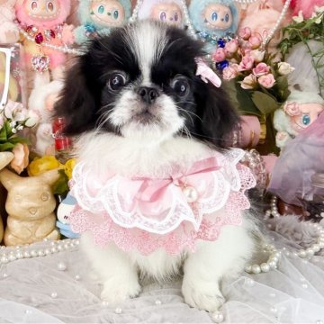 ペキニーズ【福岡県・女の子・2025年7月23日・ブラック&ホワイト】の写真「とっても可愛い女の子」