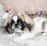 ペキニーズ