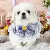 ペキニーズ
