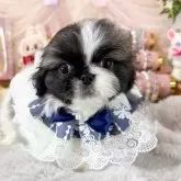 ペキニーズ