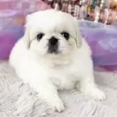 ペキニーズ