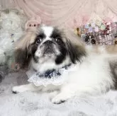 ペキニーズ