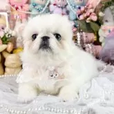 ペキニーズ【福岡県・女の子・2025年9月8日・クリーム&ホワイト】の写真1