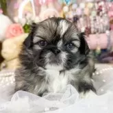 ペキニーズ【福岡県・男の子・2025年10月12日・フォーン&ホワイト】の写真1