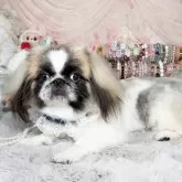 ペキニーズ【福岡県・男の子・2024年11月30日・パーティー】の写真3