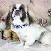 ペキニーズ【福岡県・男の子・2024年11月30日・パーティー】の写真5