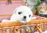 ペキニーズ【福岡県・女の子・2025年6月6日・クリーム&ホワイト】の写真7