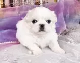 ペキニーズ【福岡県・女の子・2025年10月1日・クリーム&ホワイト】の写真12