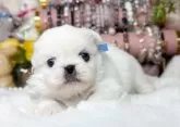 ペキニーズ【福岡県・女の子・2025年7月15日・ホワイト】の写真6