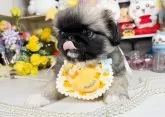 ペキニーズ【福岡県・男の子・2024年8月8日・フォーン】の写真3