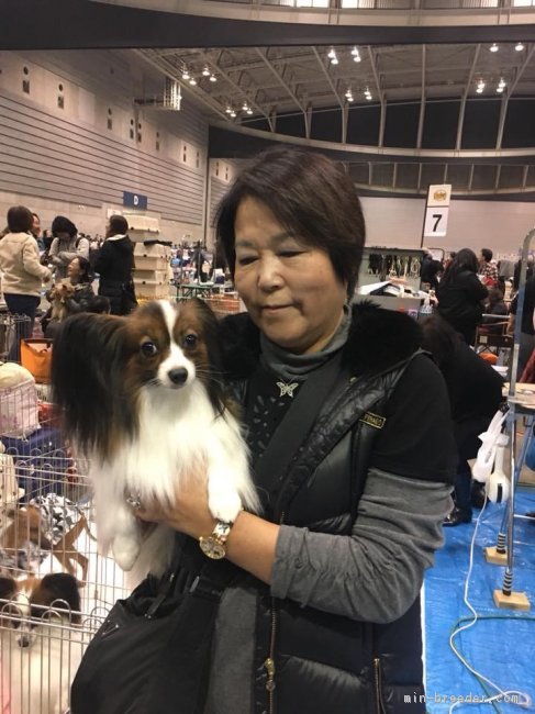 昨年インターチャンピオンを完成した自家繁殖犬アルバとのツーショットです｜松崎　千恵子(まつざき　ちえこ)ブリーダー(千葉県・パピヨン・JKC登録)の紹介写真1