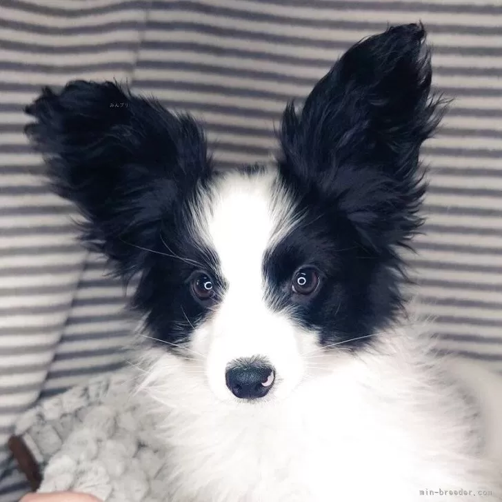 ID:2502-01531の子犬
