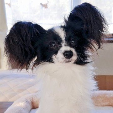 パピヨン【千葉県・女の子・2025年3月21日・ホワイト&ブラック】の写真「小ぶりで大人しい子!ワクチン済ですぐにお散歩OK！」