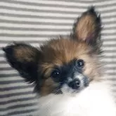 パピヨン