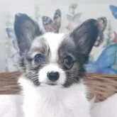 パピヨン