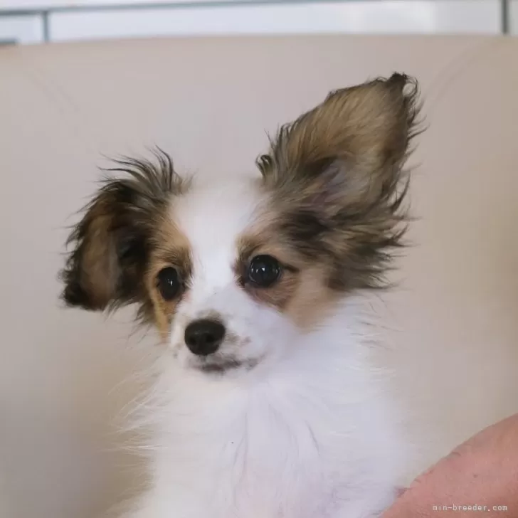 ID:2401-01214の子犬