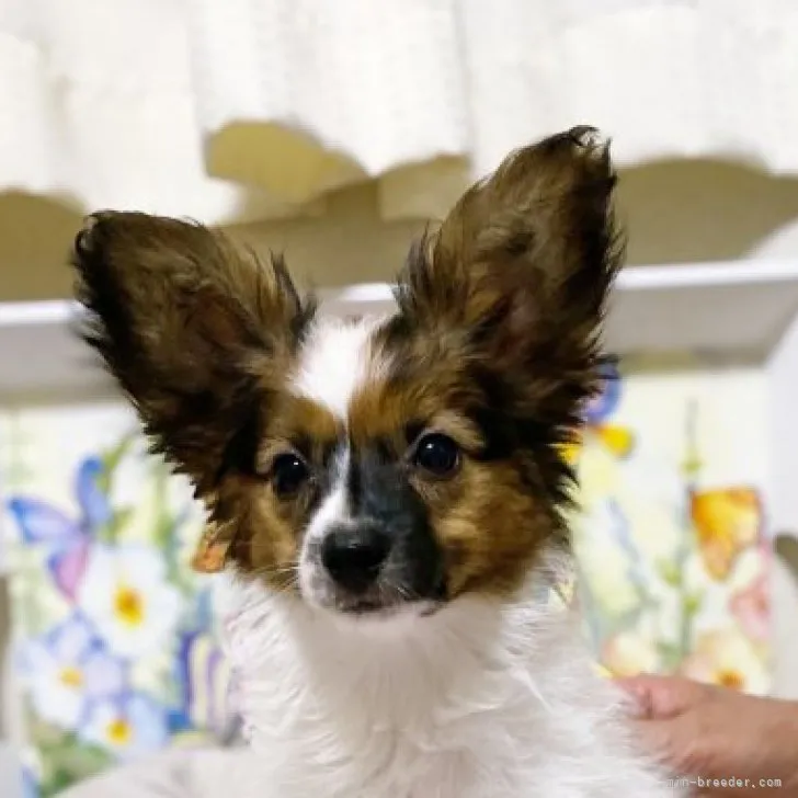 ID:2302-03752の子犬