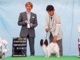 パピヨン【・男の子・2021年2月21日・トライ(ハウンド)】