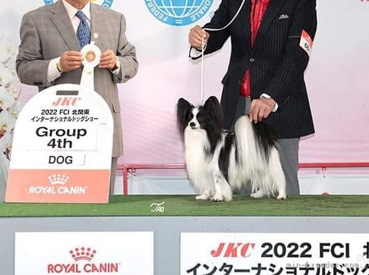 パピヨン【・男の子・2016年3月7日・ブラック＆ホワイト】