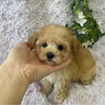 トイプードル(トイ)【広島県・男の子・2025年6月7日・アプリコット】の写真「ぽてぽてボディがめちゃ可愛い💕」
