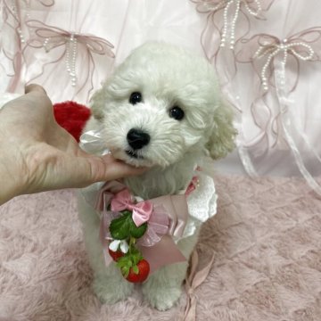 トイプードル(トイ)【広島県・男の子・2025年3月29日・ホワイト】の写真「大きめ安心サイズの明るくて可愛い男の子❤️」