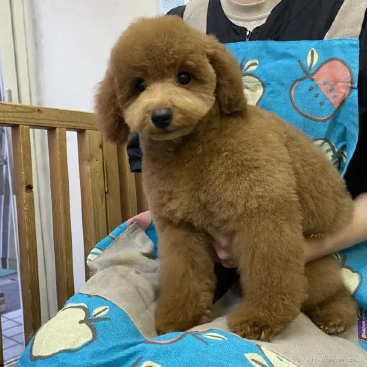 ID:2309-05991の子犬