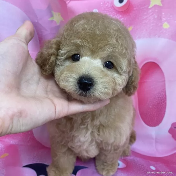 ID：2409-02358の子犬