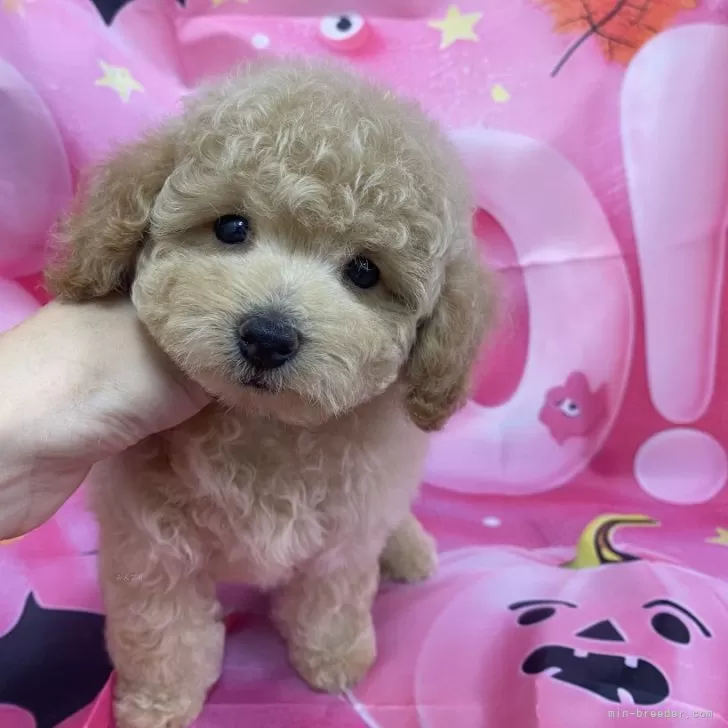 ID：2409-02351の子犬