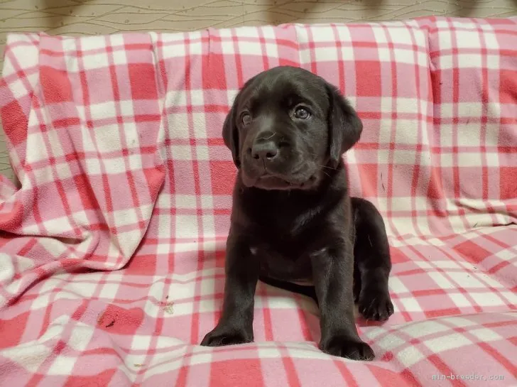 ラテパパ 様のお迎えした子犬