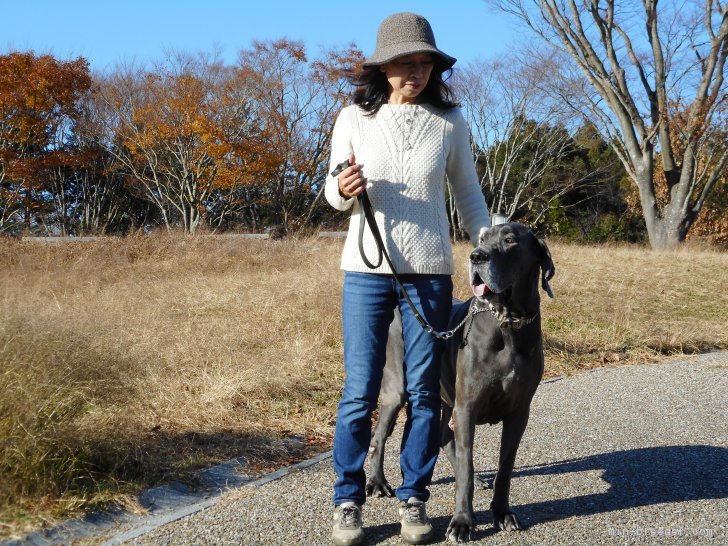 私とプードルの家族のグレートデーンです。｜滝川　裕子(たきかわ　ゆうこ)ブリーダー(静岡県・トイプードルなど・JKC登録)の紹介写真1