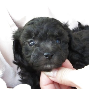 トイプードル(トイ)【静岡県・男の子・2025年11月12日・シルバー】の写真「チャンピオン直子の2男」