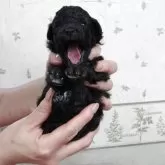 タイニープードル